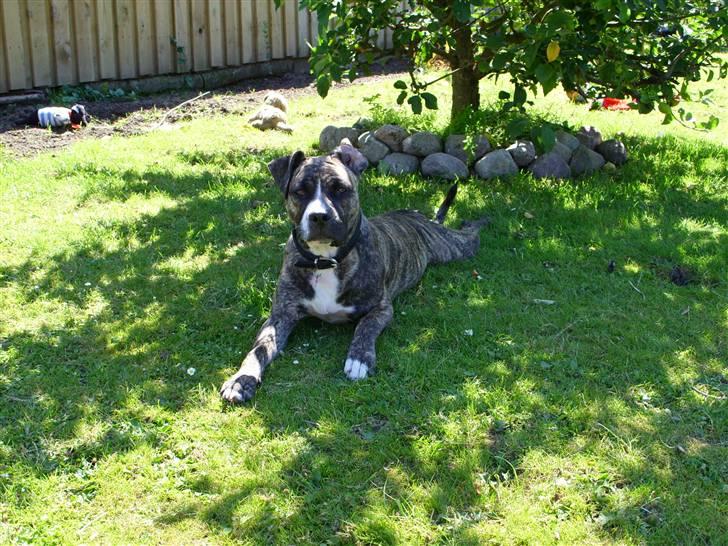 Amerikansk staffordshire terrier Zika billede 9