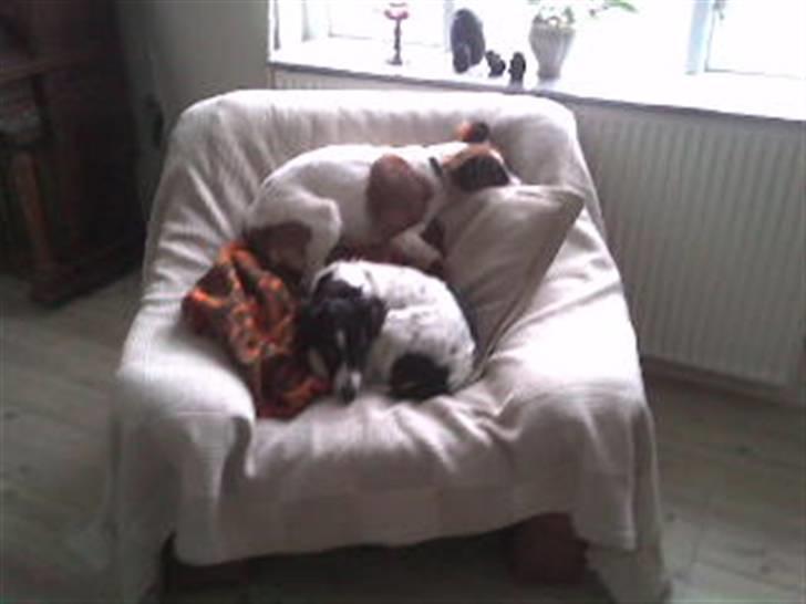 Dansk svensk gaardhund Jackie - Hygge i lænestolen.. sammen med tæppet og store søs.. :D billede 10