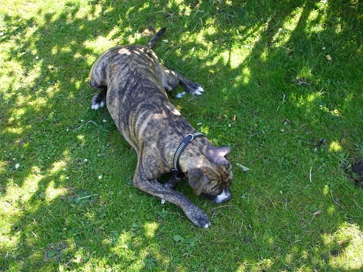 Amerikansk staffordshire terrier Zika - Tror hun har fundet noget der lugter godt :-P billede 10