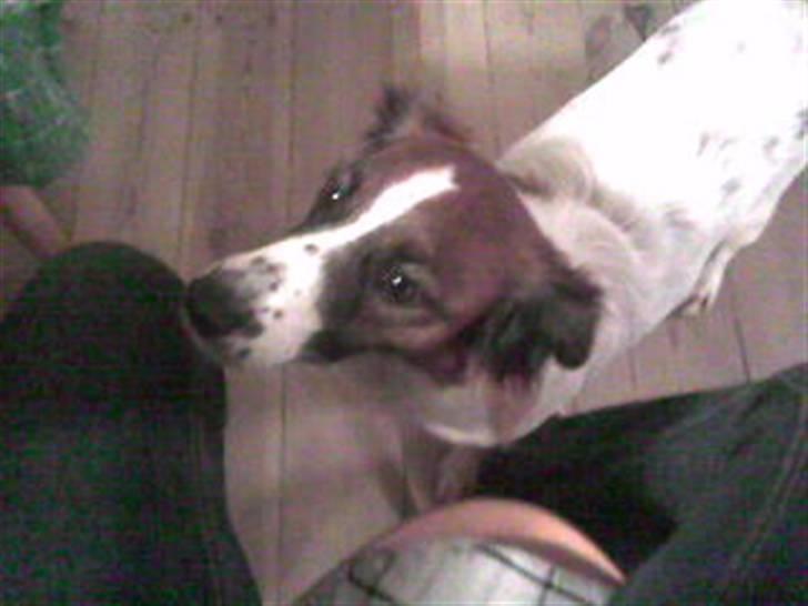 Dansk svensk gaardhund Jackie - Harj Putte.. :D billede 11