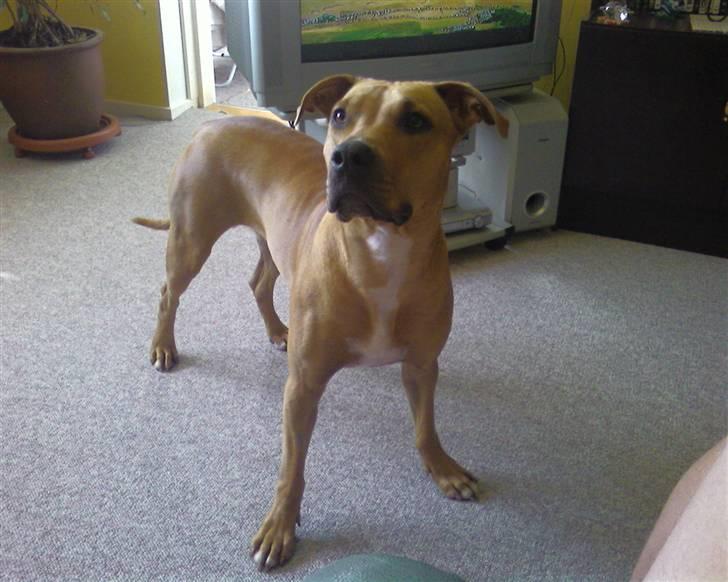 Blanding af racer Gucci R.I.P billede 9