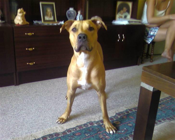 Blanding af racer Gucci R.I.P billede 10