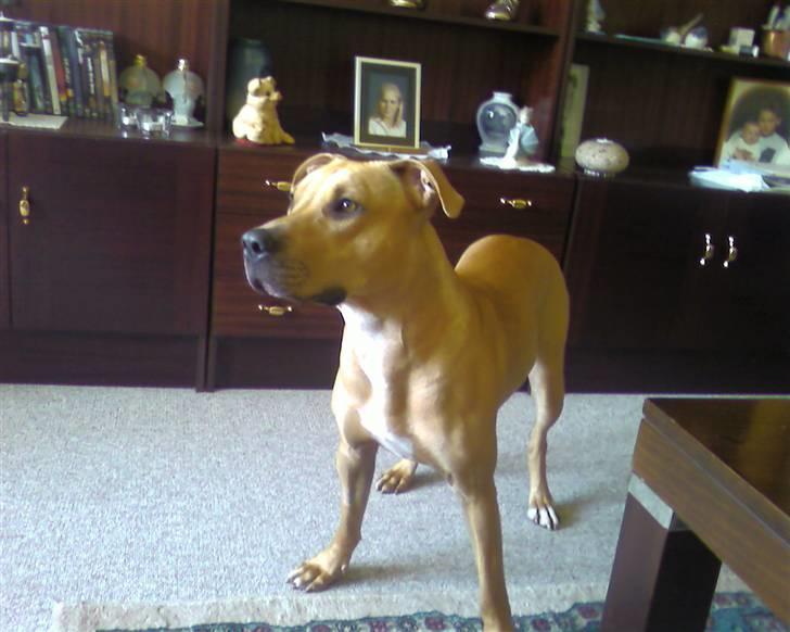 Blanding af racer Gucci R.I.P billede 11