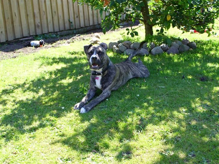 Amerikansk staffordshire terrier Zika billede 11