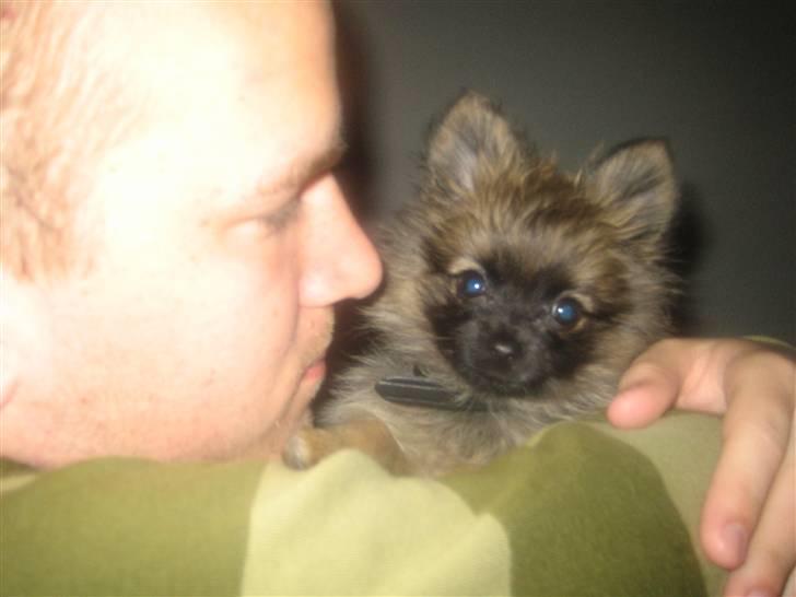 Pomeranian Nala - Det er dejligt at putte hos far billede 16