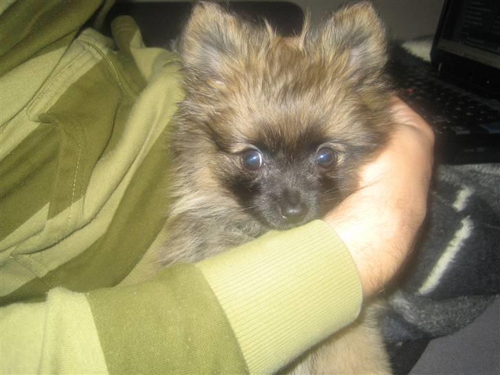 Pomeranian Nala billede 17