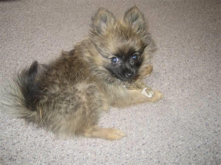 Pomeranian Nala - Mor jeg er lidt træt nu... billede 18