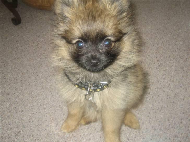 Pomeranian Nala - Se hvor fint jeg sidder billede 19