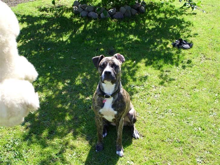 Amerikansk staffordshire terrier Zika billede 12