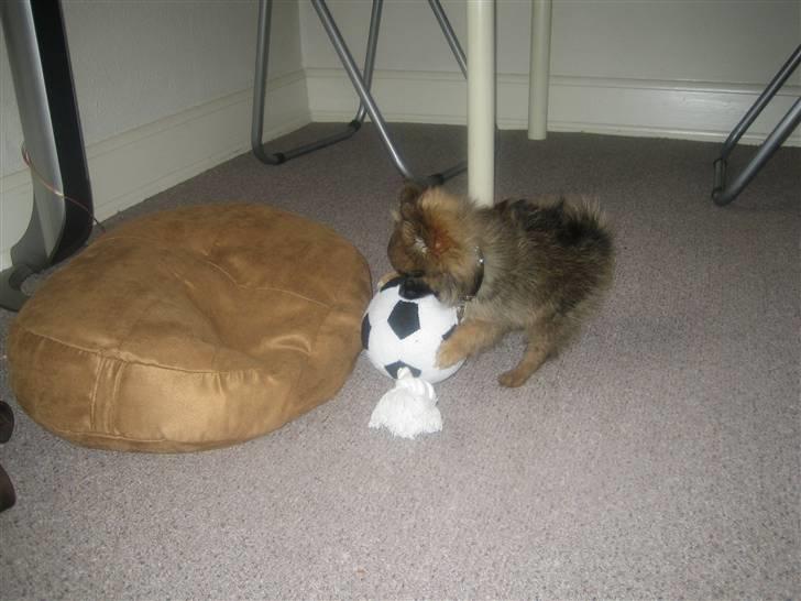 Pomeranian Nala - Hvor er det hyggeligt billede 20