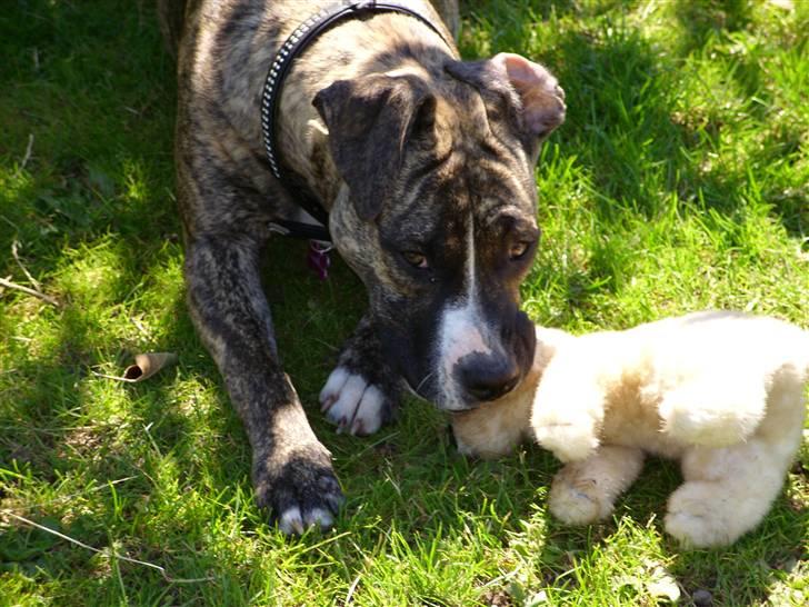 Amerikansk staffordshire terrier Zika billede 13