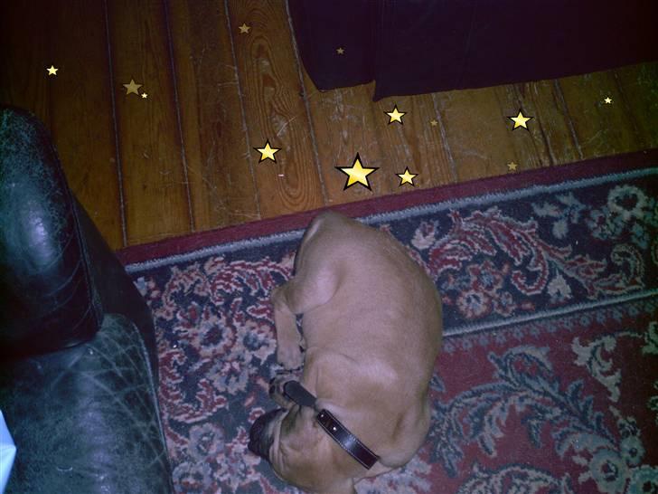 Blanding af racer Ida - Ida som 8 uger billede 1