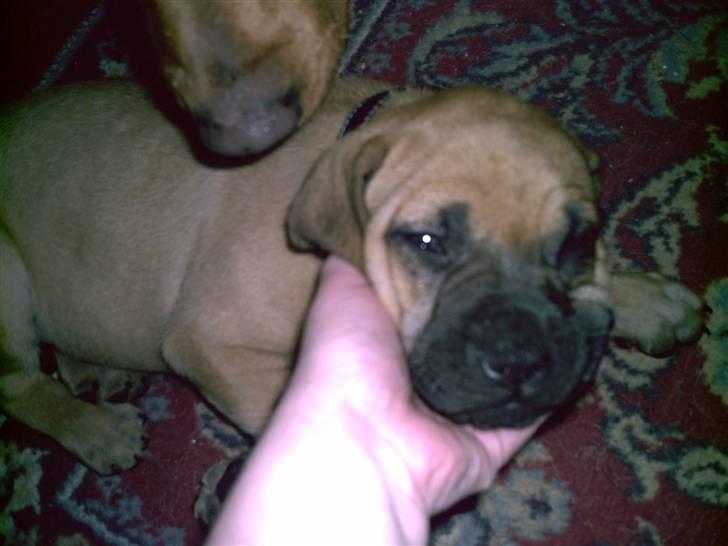 Blanding af racer Ida - ida som 8 uger billede 2