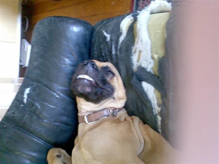 Blanding af racer Ida - se jeg sover og smiiiler*gg*(ida er ca 6 mdr her) billede 3