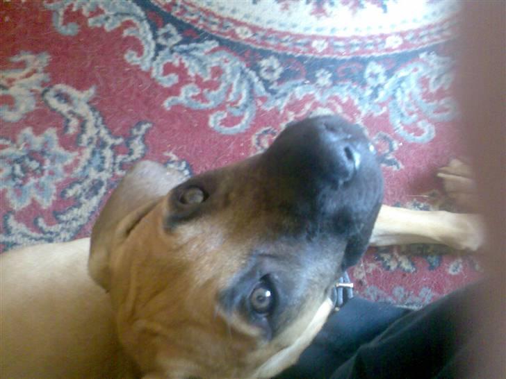 Blanding af racer Ida - Ida som 12 uger billede 4