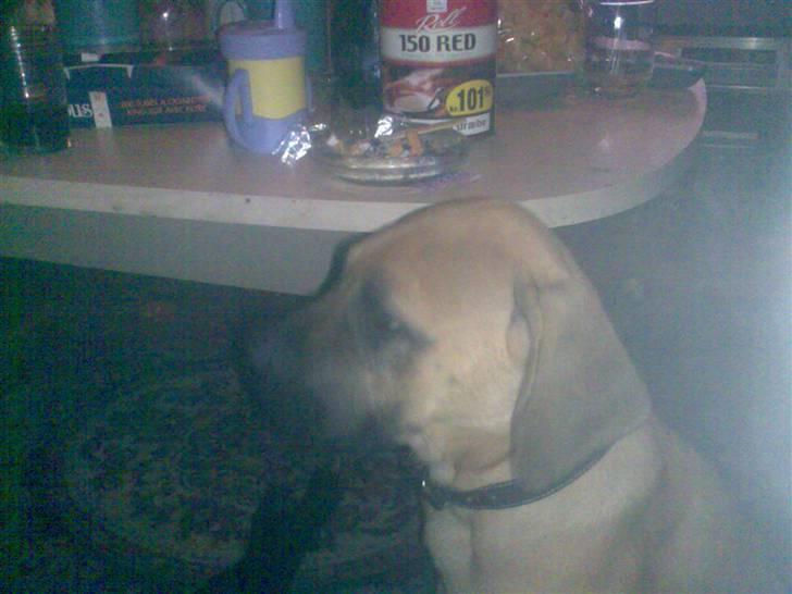 Blanding af racer Ida - Ida som 16 uger billede 5