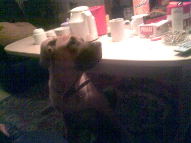 Blanding af racer Ida - iDA SOM 16 UGER billede 6