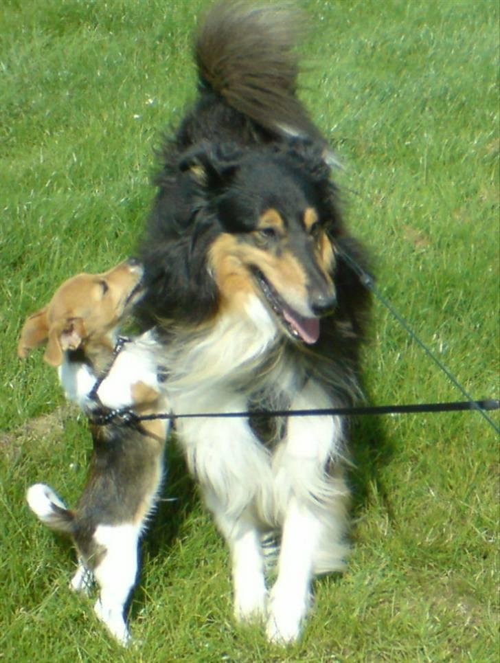 Collie langhåret Sheik billede 17