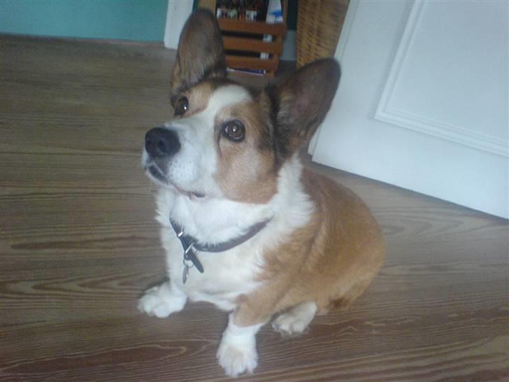 Welsh corgi cardigan Bertram billede 11