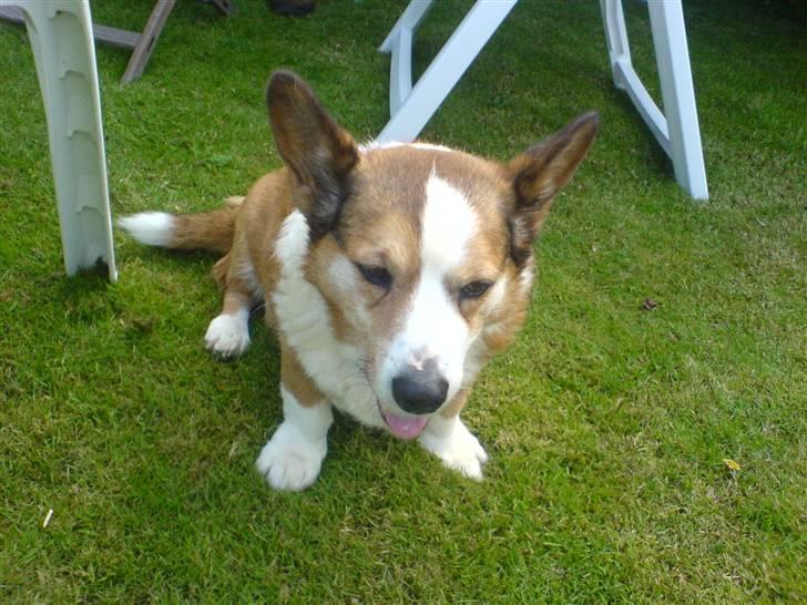 Welsh corgi cardigan Bertram billede 12