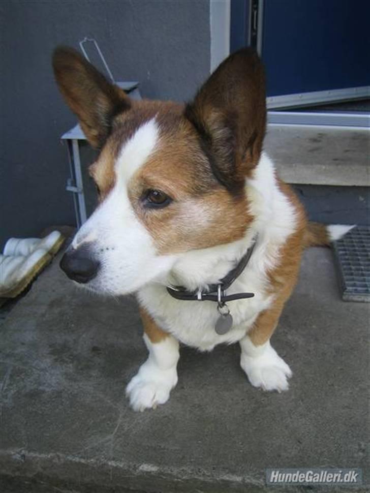 Welsh corgi cardigan Bertram billede 13