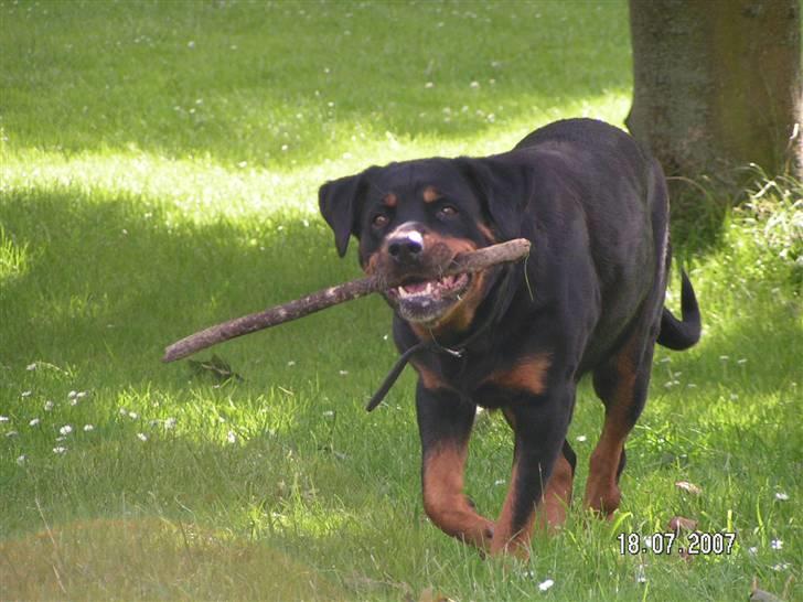 Rottweiler Malou (1997-2008) - Der er gode pinde i botanisk have... billede 8