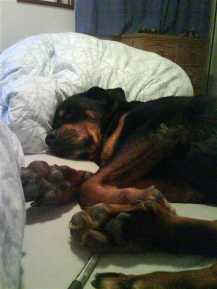 Rottweiler Malou (1997-2008) - uhm dejligt med en lur i sengen... billede 9