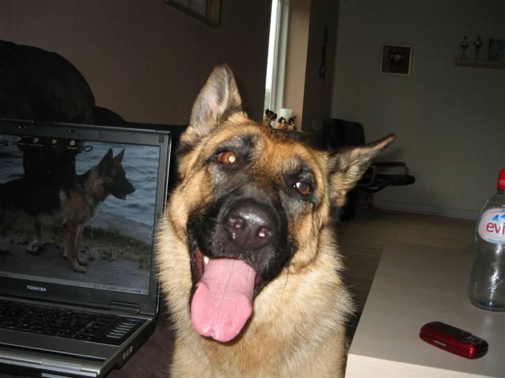 Schæferhund Akacias Indiana (Indi) - Jeg er SÅ glad billede 13