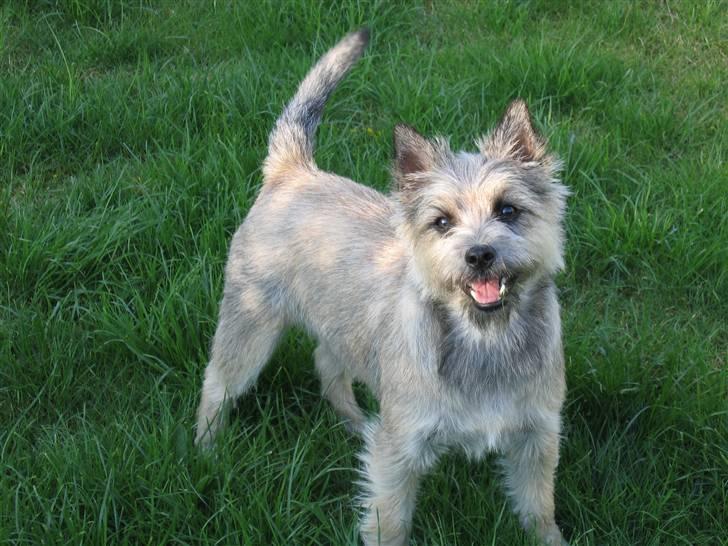 Blanding af racer Mille - Er jeg ikke lækker? billede 1