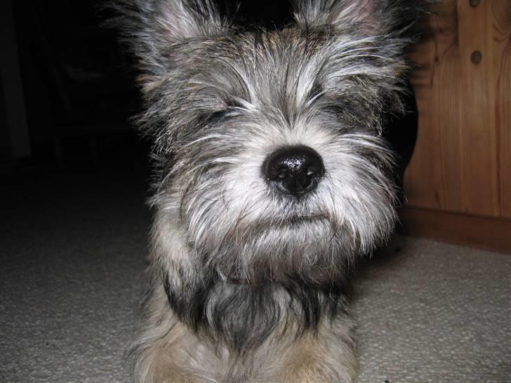 Blanding af racer Mille billede 2