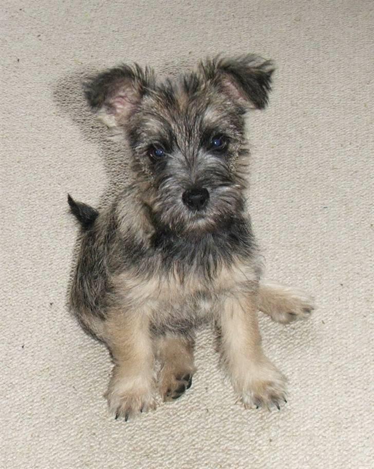 Blanding af racer Mille billede 3