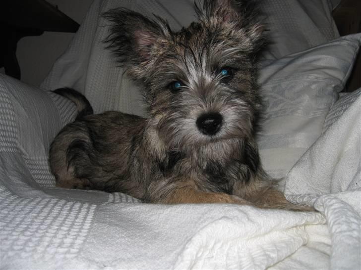 Blanding af racer Mille billede 4