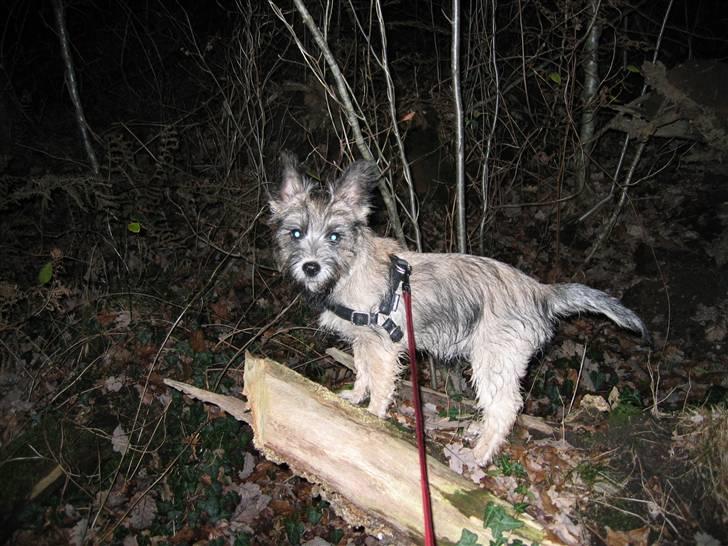 Blanding af racer Mille billede 5