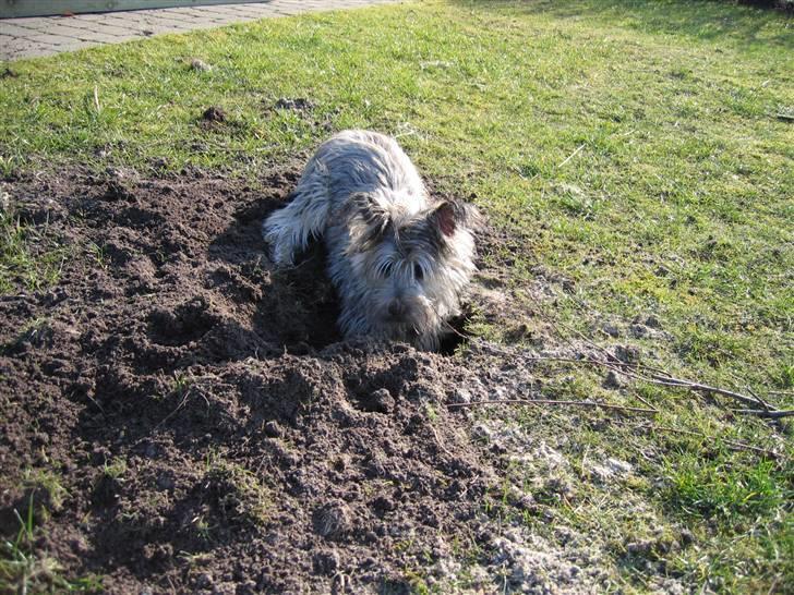 Blanding af racer Mille - Ups, syntes du ikke der skal være et hul her. billede 6