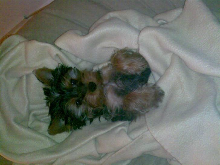 Yorkshire terrier Nemo billede 13