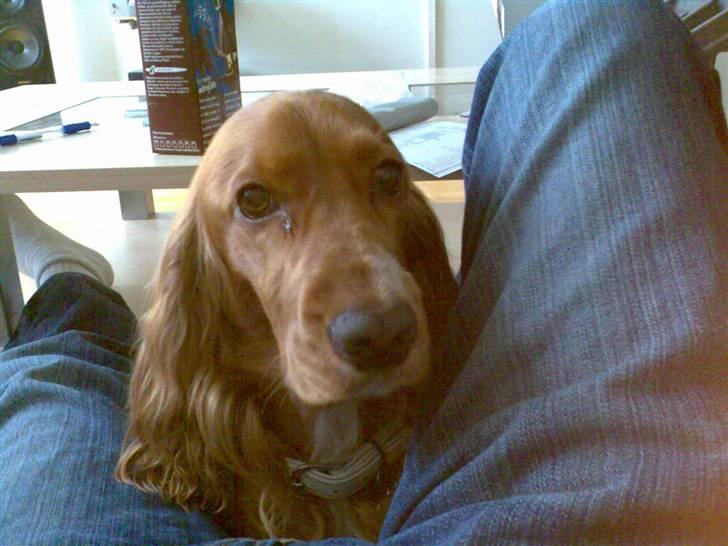 Cocker spaniel Simba - Hvad?? billede 8