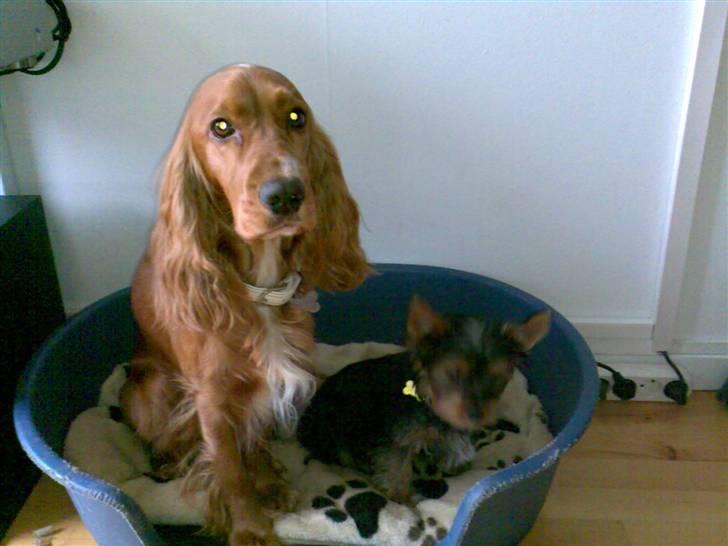 Cocker spaniel Simba - Ikke flere billeder. Vi vil gerne sove nu. billede 9