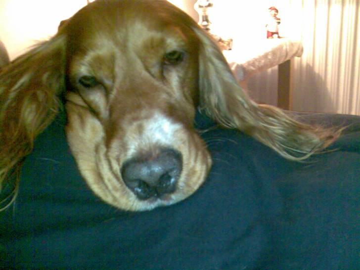 Cocker spaniel Simba - Jeg spiser lidt for godt og har lidt for store kinder. billede 10