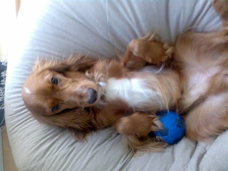 Cocker spaniel Simba - Lækker sækkestol. Jeg ligger lige her med min bold. billede 11