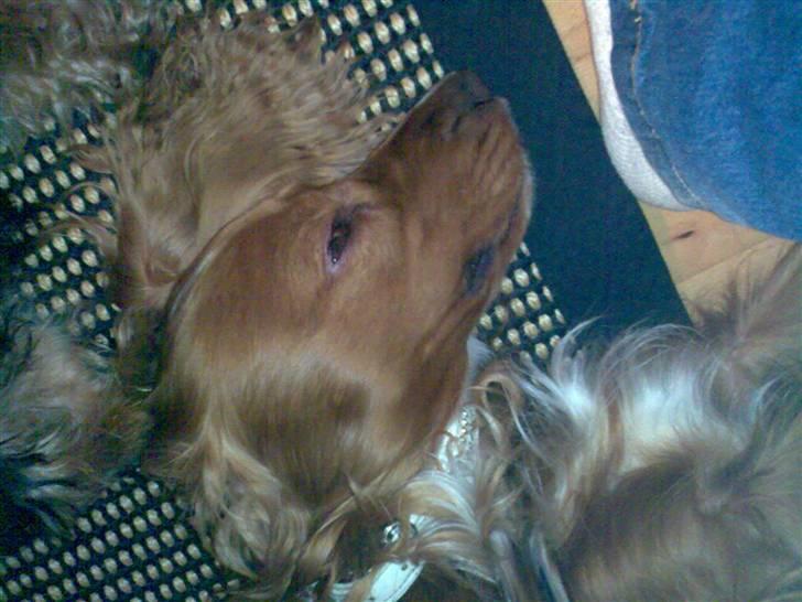 Cocker spaniel Simba billede 12