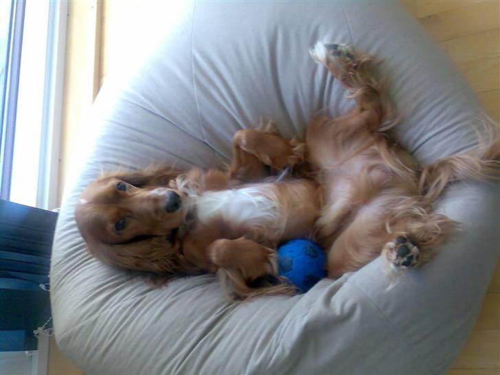 Cocker spaniel Simba billede 13