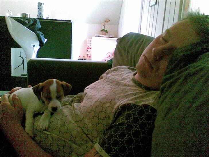 Jack russell terrier Malte <3 R.I.P. skat.. - Malte og far får sig lige en lur ... billede 7