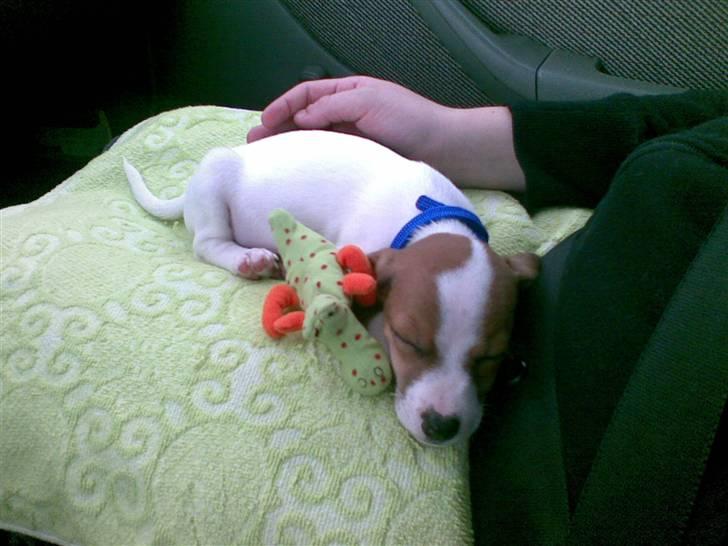 Jack russell terrier Malte <3 R.I.P. skat.. - Malte på vej hjem til sin nye familie.. billede 8