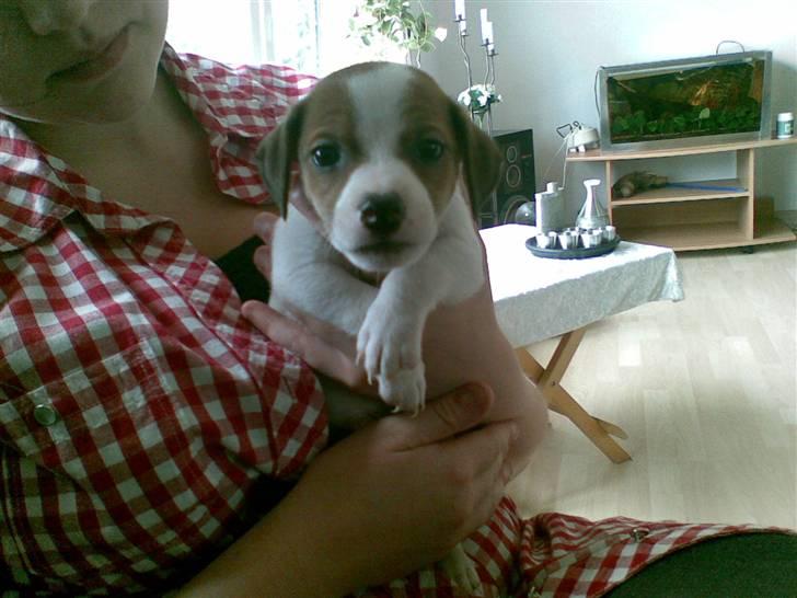 Jack russell terrier Malte <3 R.I.P. skat.. - Nårh den bette tyksak :D billede 9