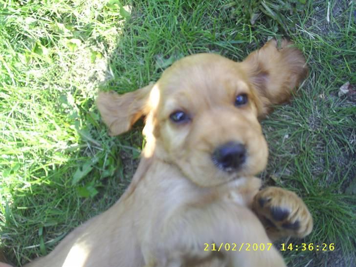 Cocker spaniel Simba - Er jeg ikke bare yndig? Min far hedder Simba. billede 14