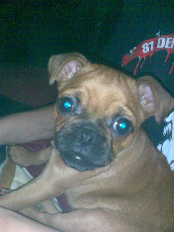 Blanding af racer Grisen billede 1