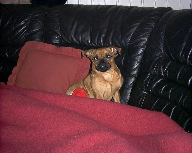 Blanding af racer Grisen billede 2