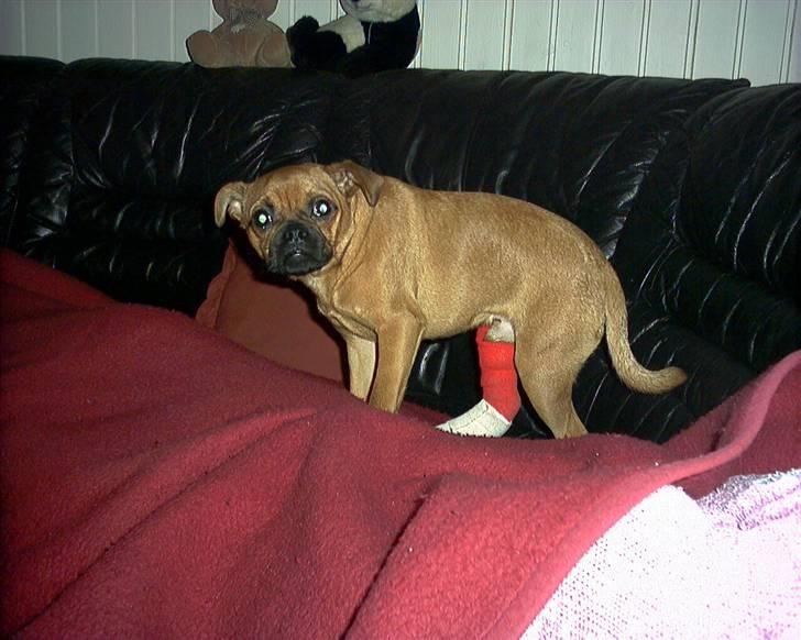 Blanding af racer Grisen billede 3