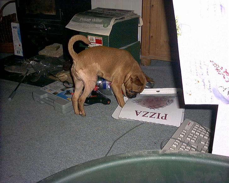 Blanding af racer Grisen billede 4