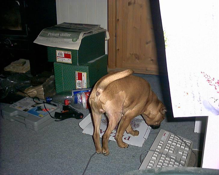 Blanding af racer Grisen billede 5